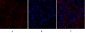 PPAR-γ Polyclonal Antibody